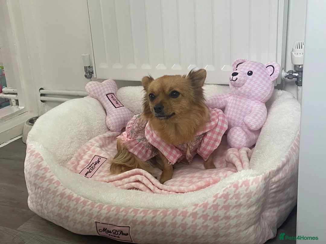 Chihuahua dogs for sale: Merle chihuahua puppy’s  - Advert 2