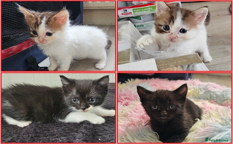 Mixed Breed cats - Advert 13
