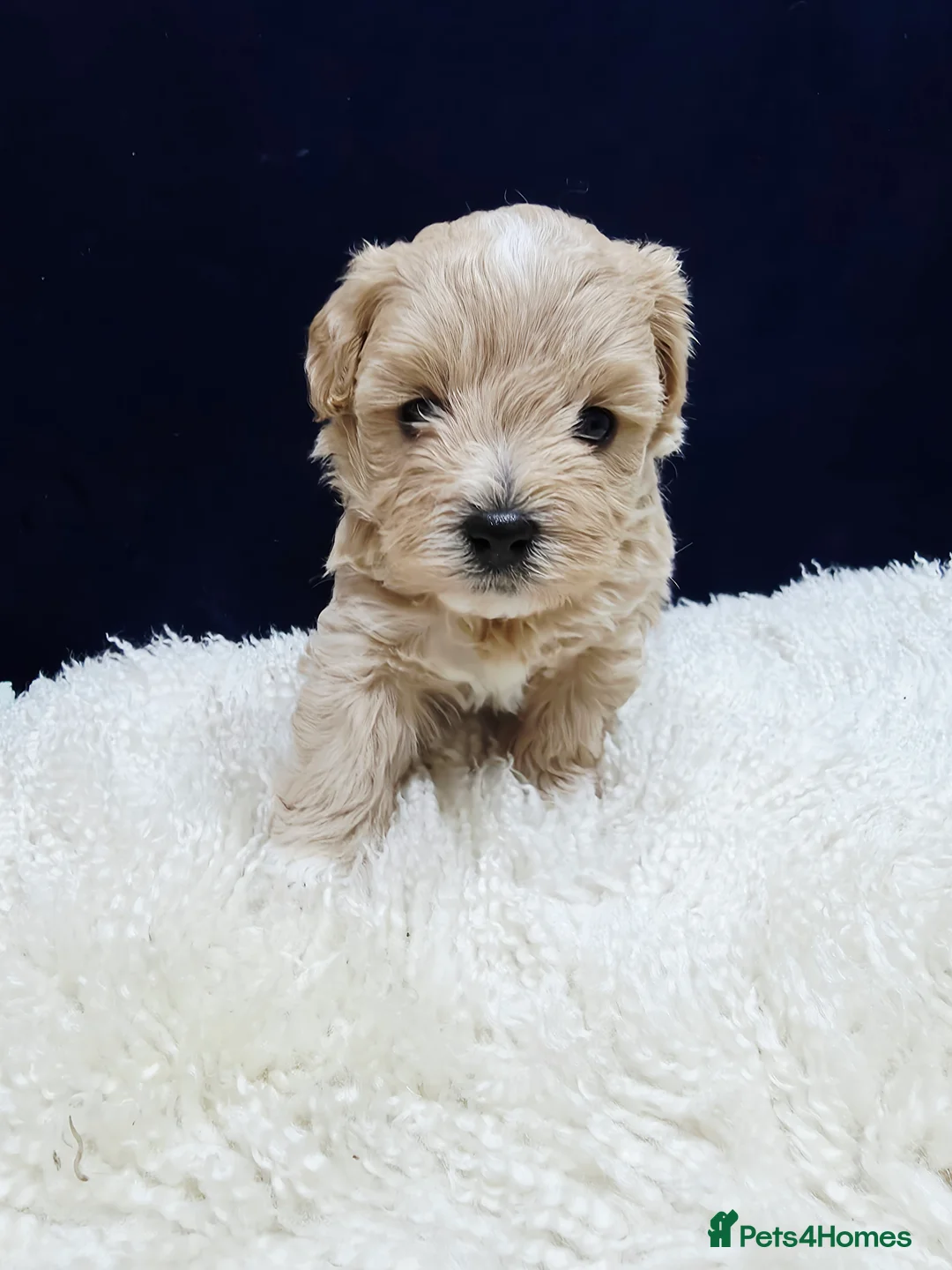 Maltipoo dogs for sale: F1B Maltipoo Puppies, Toy Size, Hypoallergenic, - Advert 21