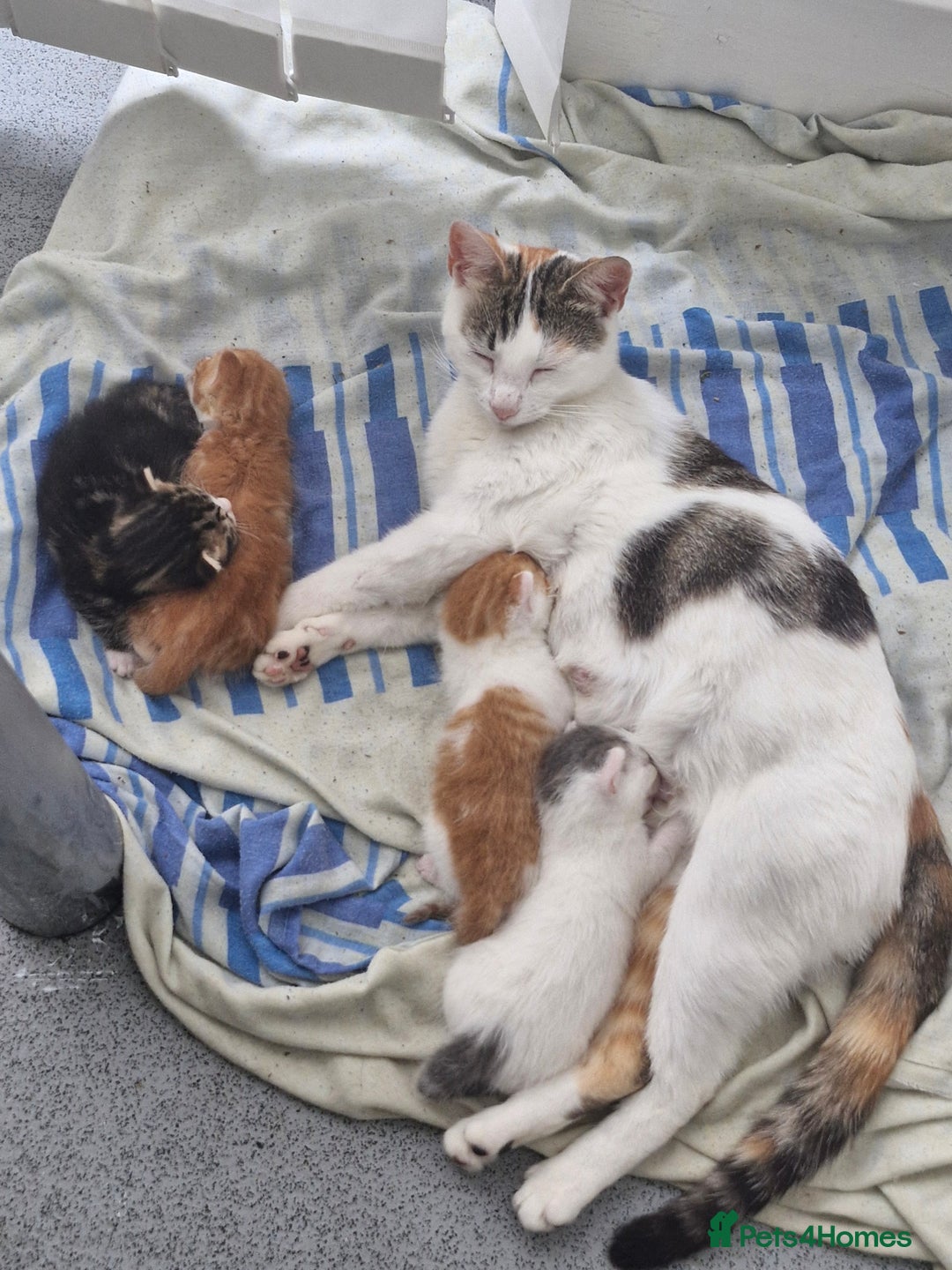 Abyssinian cats for sale: Beautiful & very therapeutic to watch them grow :) - Image 4