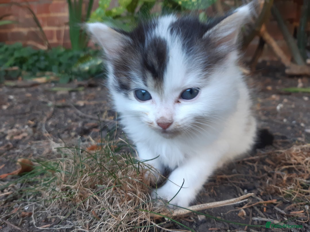 Mixed Breed cats for sale: 6 Kittens Available to take home today 😸  - Image 11