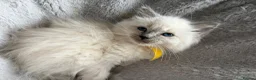 Ragdoll cats for sale: Gorgeous ragdoll kittens!  - Advert 27