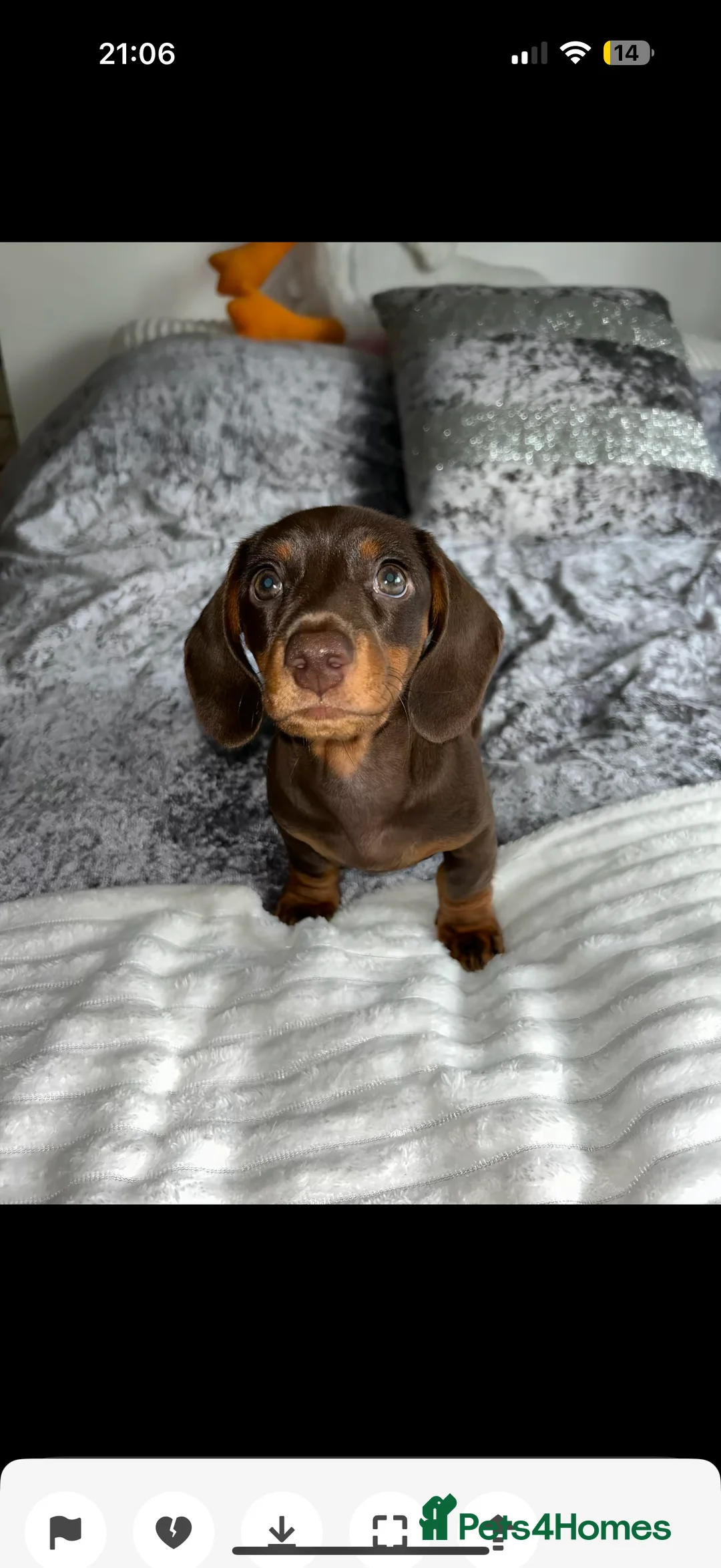 Miniature Dachshund dogs for sale: Miniature Dachshund puppy  - Advert 5
