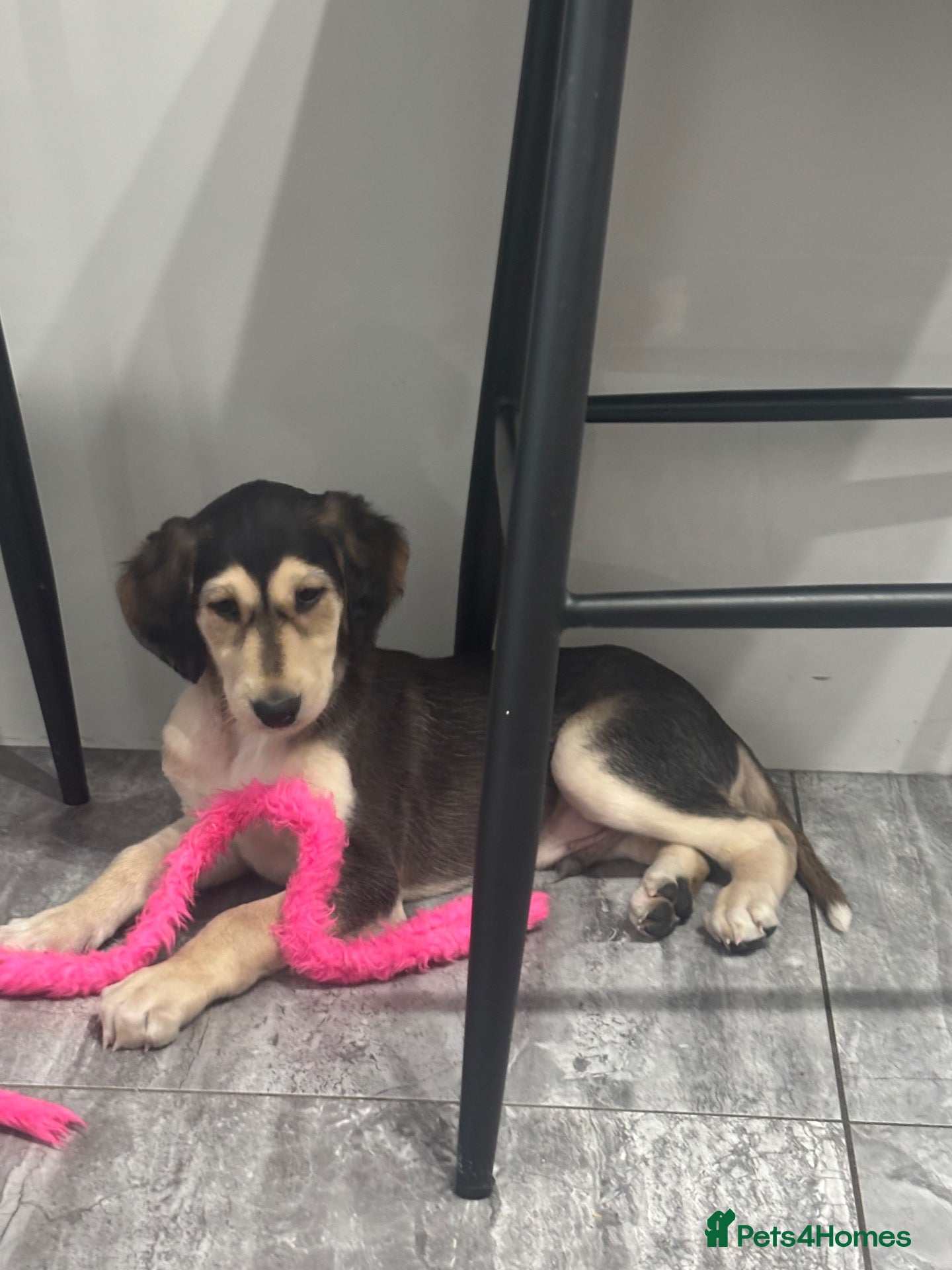 Saluki dogs for sale: Stunning Saluki Pups - Advert 2