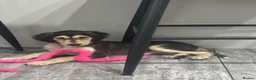 Saluki dogs for sale: Stunning Saluki Pups - Advert 2