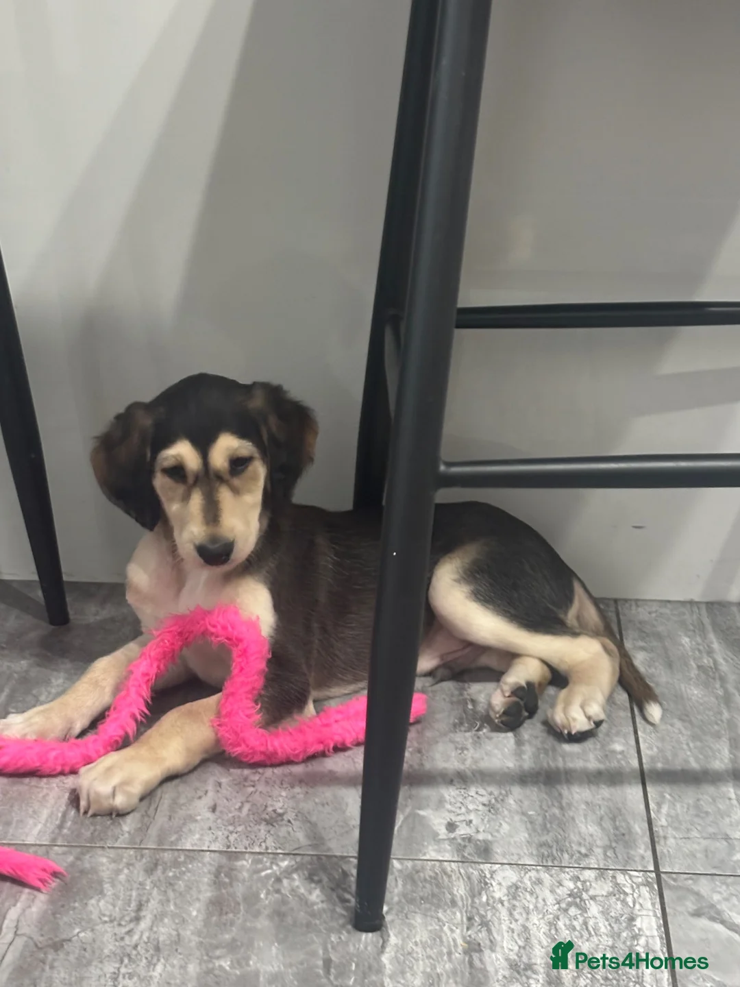 Saluki dogs for sale: Stunning Saluki Pups - Advert 2