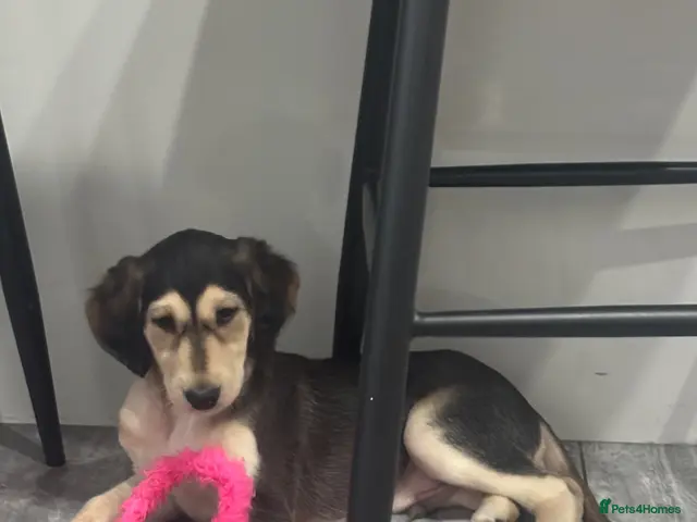 Saluki dogs for sale: Stunning Saluki Pups - Advert 2