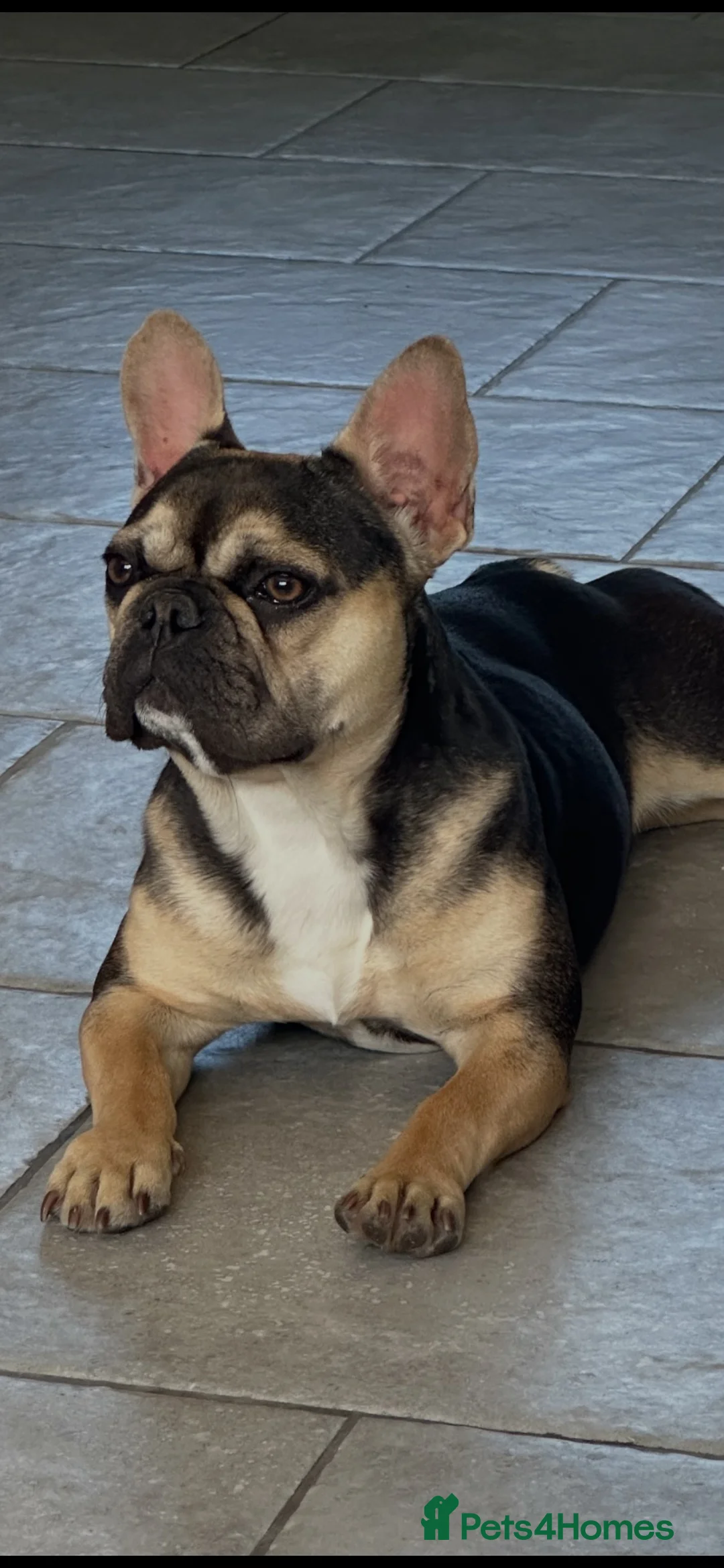 French Bulldog dogs for sale: Special french bull dog girl  - Advert 2