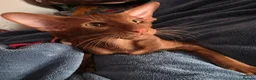 Oriental cats for sale: Cinnermon Oriental Shorthair Boy in Westgate-on-Sea - Advert 3