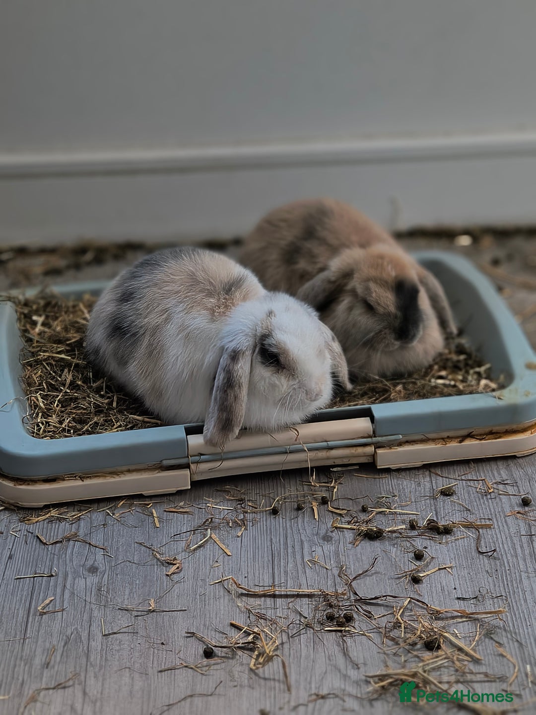 Mini Lop rabbits for sale: 4 months old adorable Mini Lops - Advert 14
