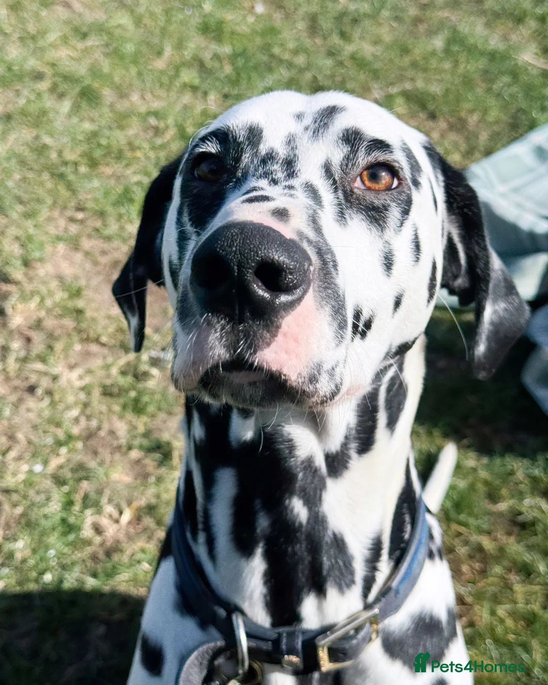 Dalmatian dogs for stud: KC Registered Dalmatain For Stud - Advert 12