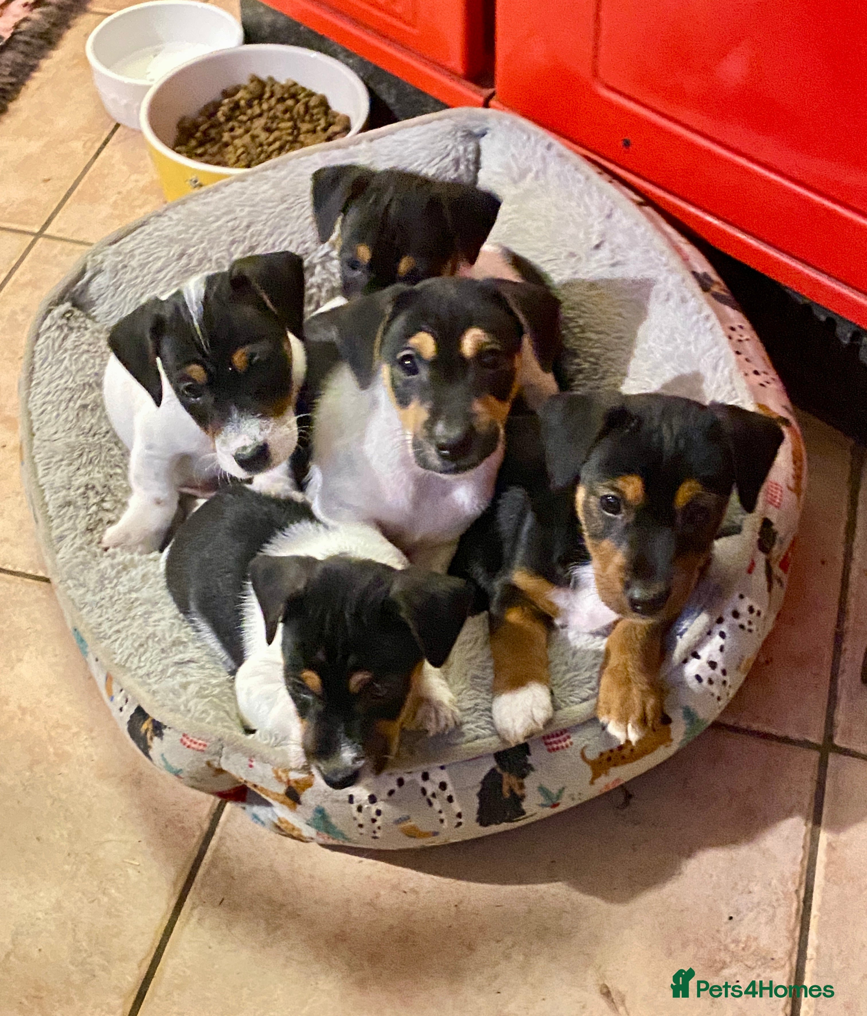 Jack Russell dogs Small Traditional Jack Russell Puppies - Advert 1