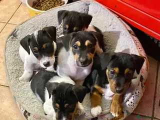 Jack Russell dogs Small Traditional Jack Russell Puppies - Advert 1