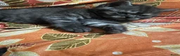 British Shorthair cats for sale: British shorthair kittens  - Advert 14