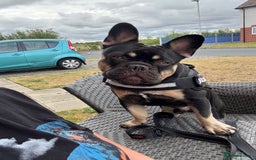 French Bulldog dogs for sale: 10 month old male Frenchbulldog  - Image 5