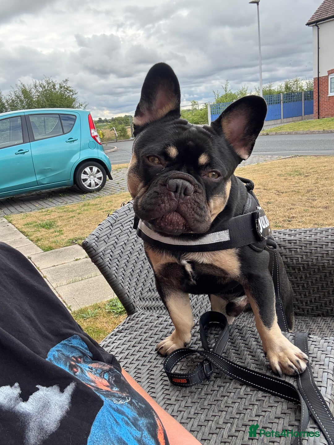 French Bulldog dogs for sale: 10 month old male Frenchbulldog  - Image 5