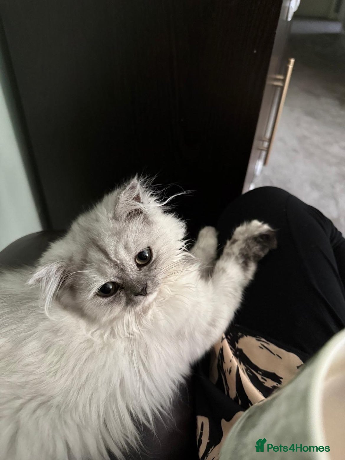 Persian cats Luna (Persian Long Hair) - Advert 2