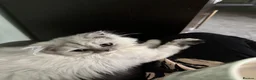 Persian cats for sale: Luna (Persian Long Hair) in Birmingham - Advert 1