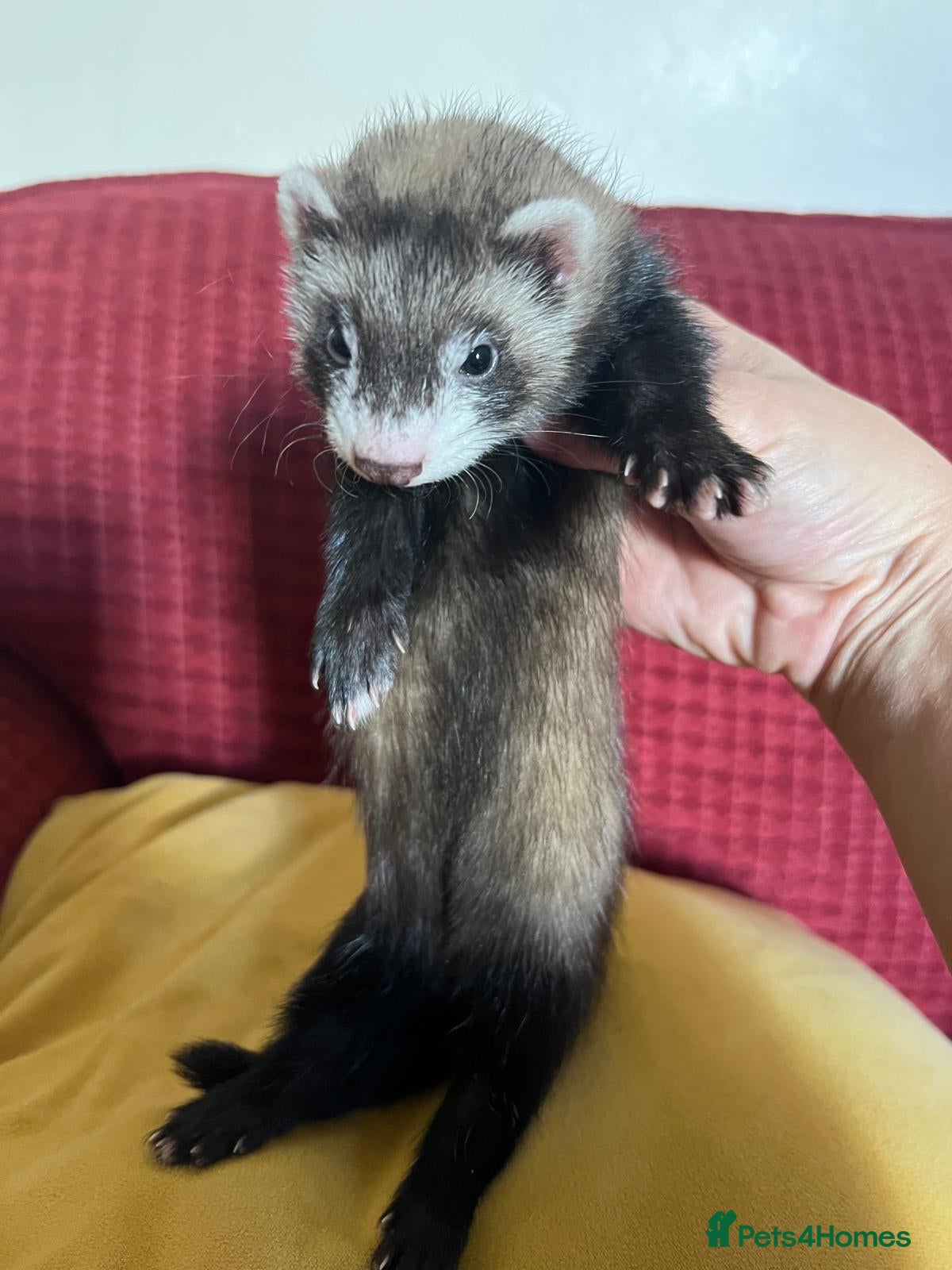 Ferret rodents 1 brown girl left - Adorable Baby Ferrets  - Advert 2