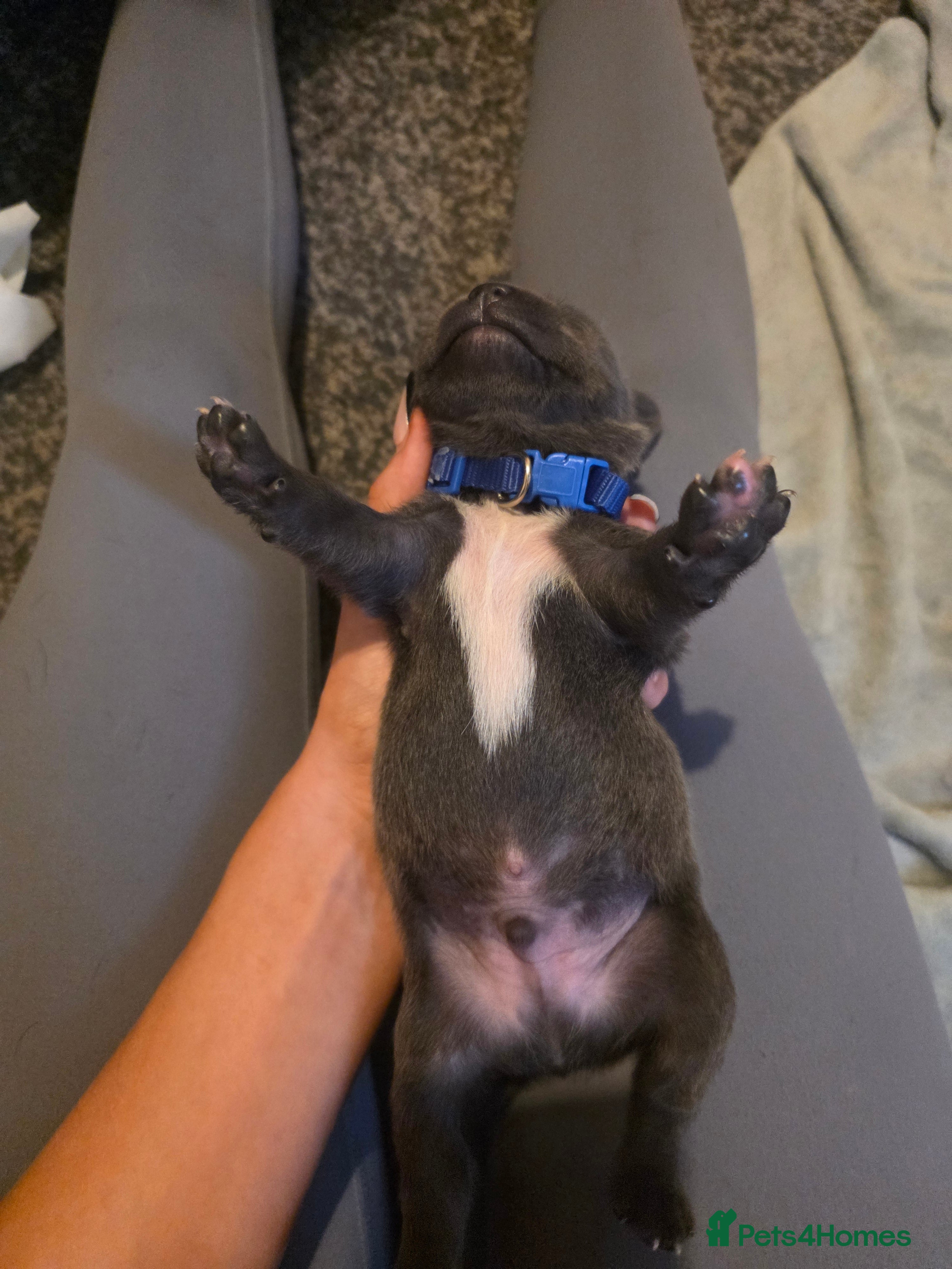 Staffordshire Bull Terrier dogs Staffordshire bull terrier {Blue} - Advert 2