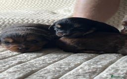 Jackapoo dogs for sale: 🐶🐾 F1 Minature Jackapoos 🐶🐾 - Image 5