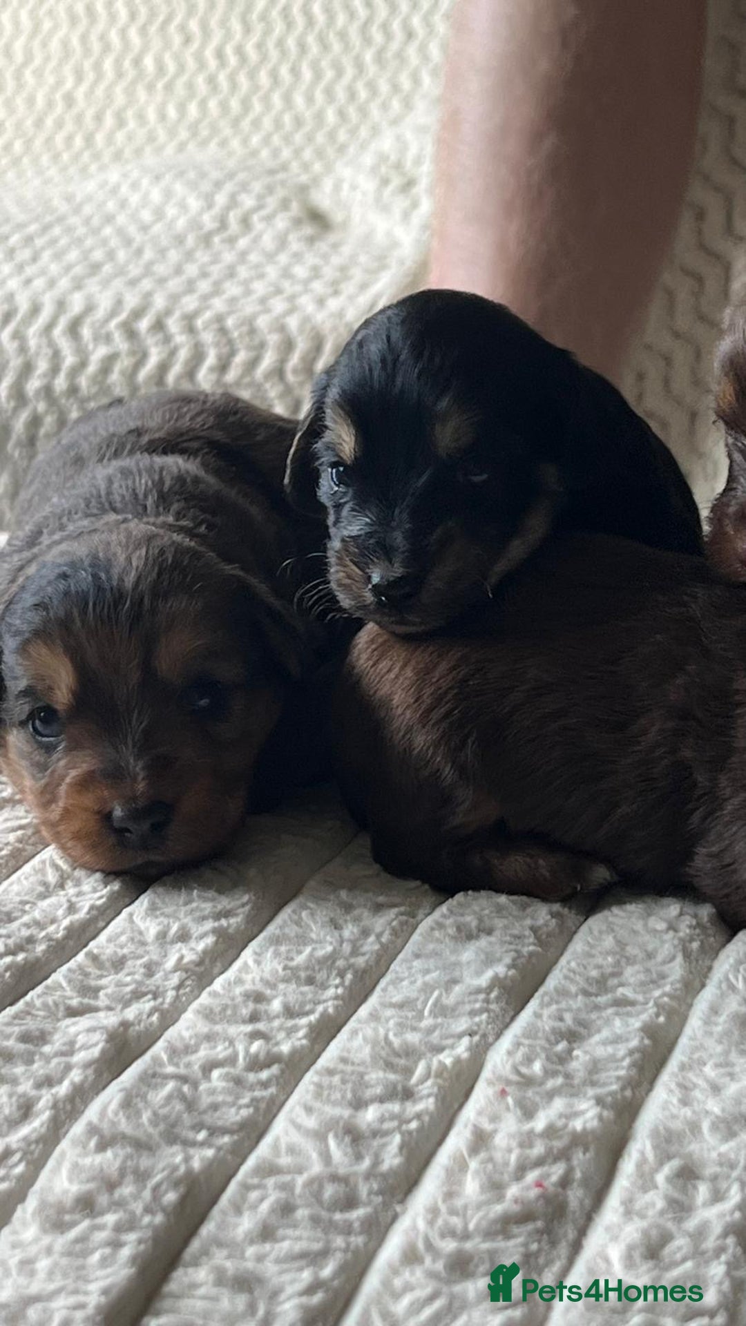 Jackapoo dogs for sale: 🐶🐾 F1 Minature Jackapoos 🐶🐾 - Image 5