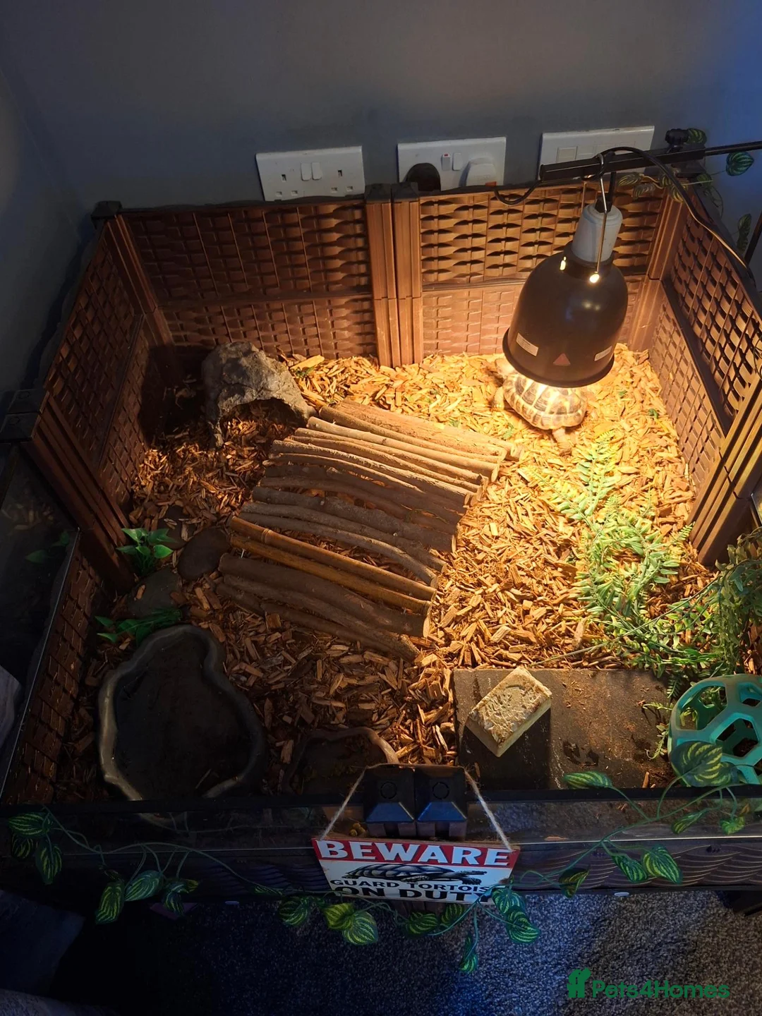 Tortoise reptiles for sale: Herman tortoise  in York - Advert 5