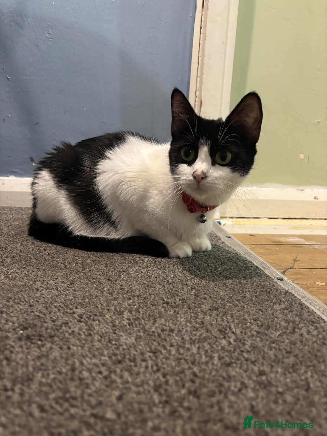 Mixed Breed cats for sale:  Beautiful kitten for sale  - Image 2