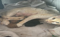 Devon Rex cats for sale: Adorable first generation permitted outcross - Image 20