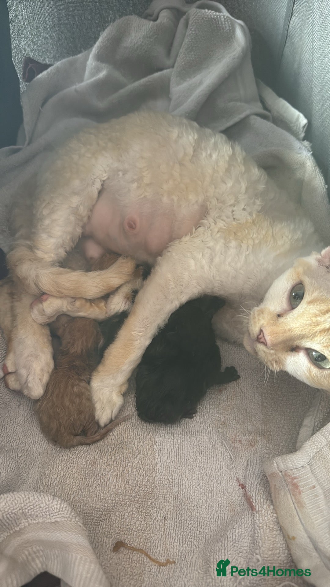 Devon Rex cats for sale: Adorable first generation permitted outcross - Image 20