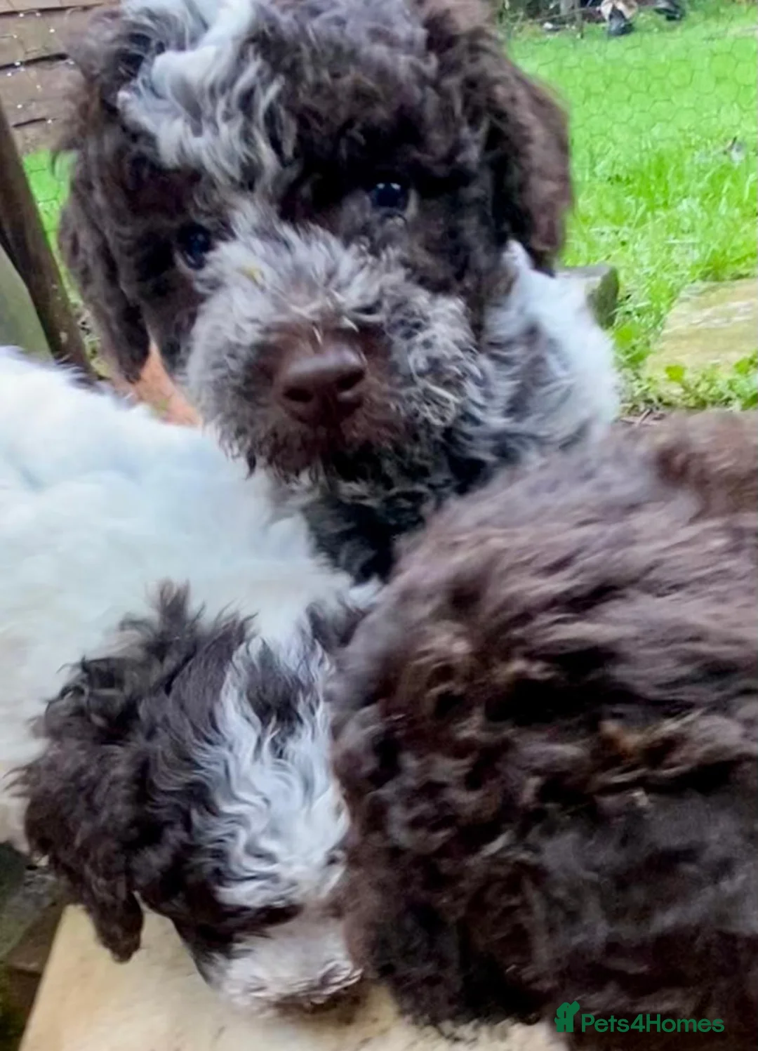 Lagotto Romagnolo dogs for sale: Three wonderful Lagotto pups available now - Advert 23
