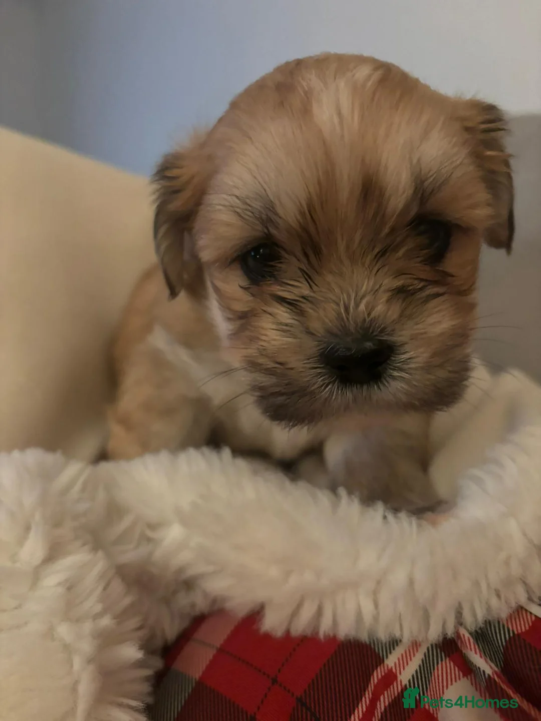 Lhasa Apso dogs for stud: Gorgeous proven pedigree Lhasa Apso for stud in Pontefract - Advert 22