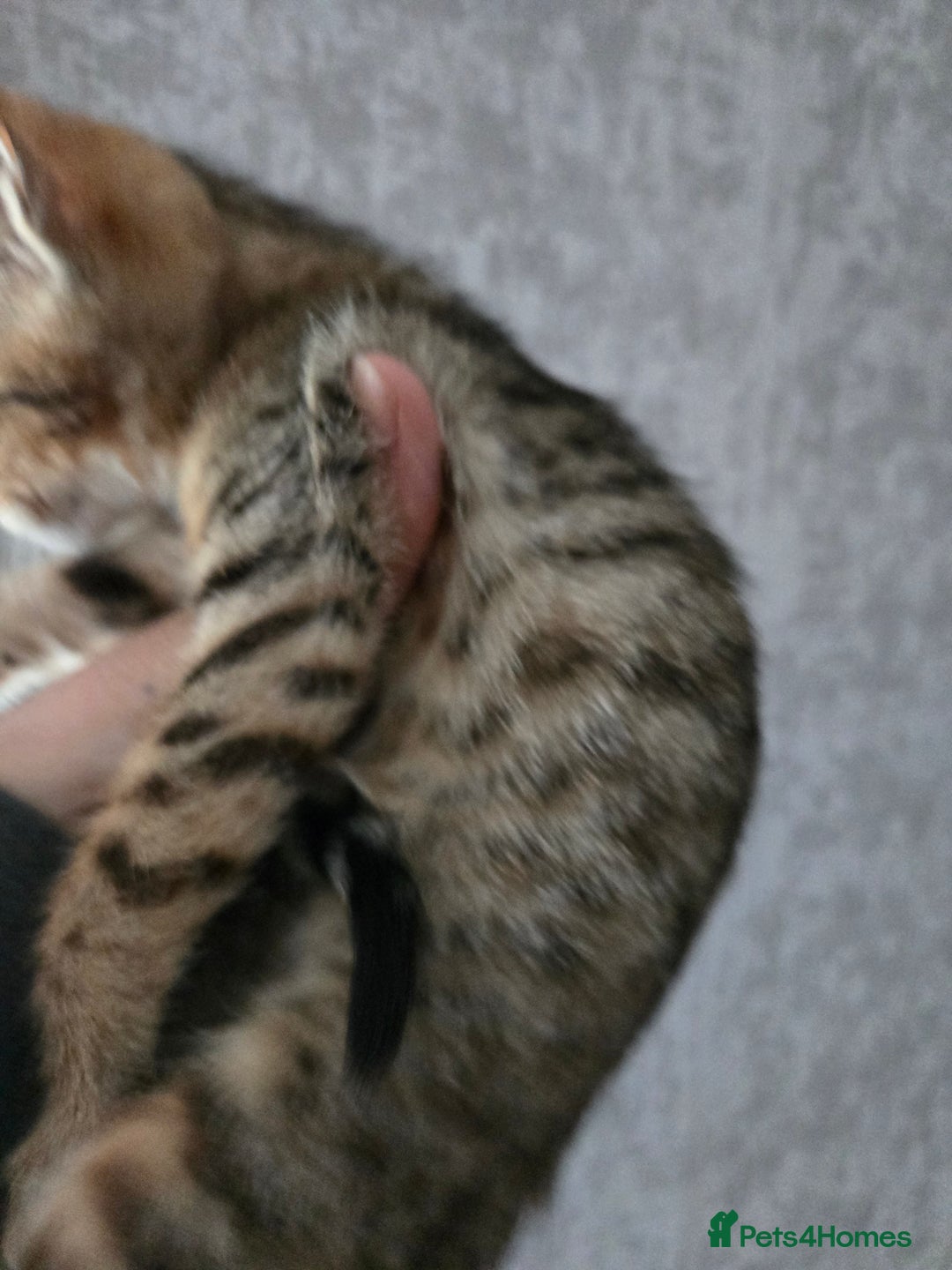 Bengal cats for sale: Two stunning little girls absolutely stunning!!!  - Advert 12