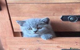 British Shorthair cats for sale: 🌟 Adorable British Shorthair Kittens – Ready! 🌟 - Image 1