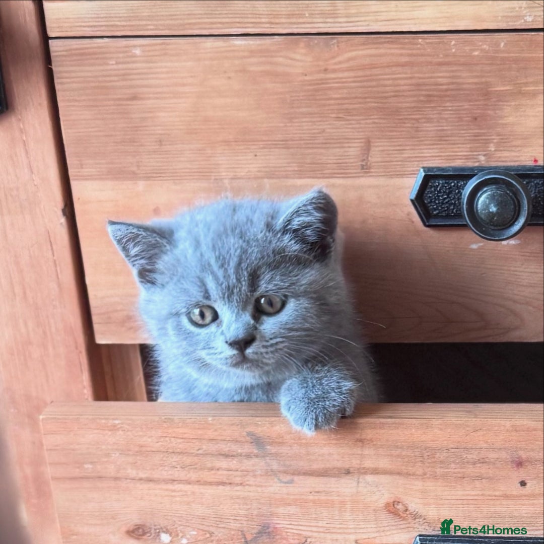 British Shorthair cats for sale: 🌟 Adorable British Shorthair Kittens – Ready! 🌟 - Image 1