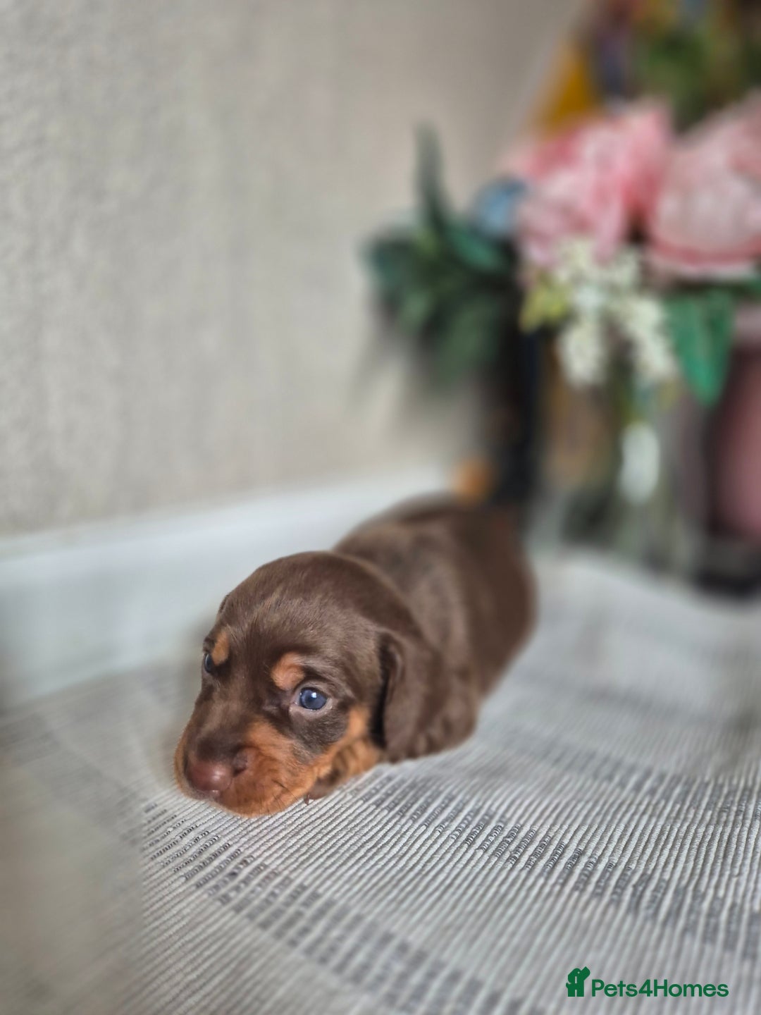 Dachshund dogs for sale: Miniature dachshund puppies PRA CLR - Image 6