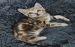Mixed Breed cats for sale: GORGEOUS KITTENS  - Advert 8