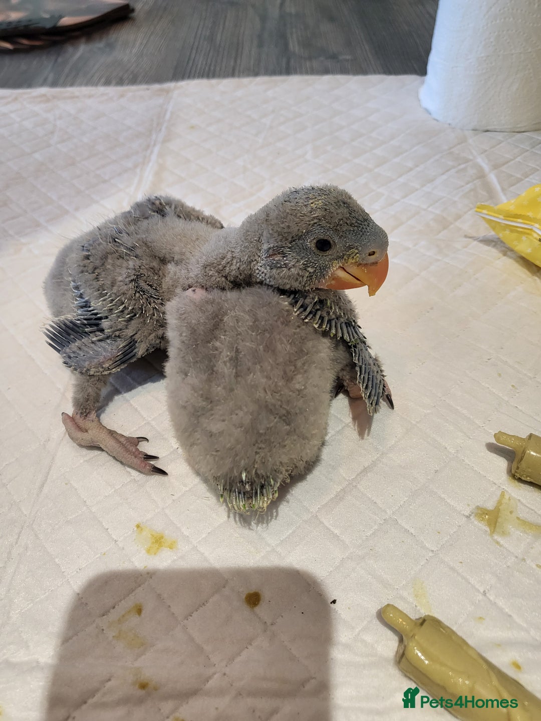 Parakeets birds for sale: Hand reared derbyan - Image 1