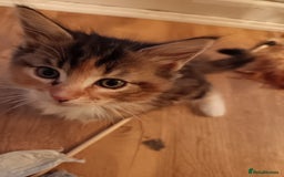 Mixed Breed cats for sale: Maine-coon / Ragdoll Kittens  - Image 16