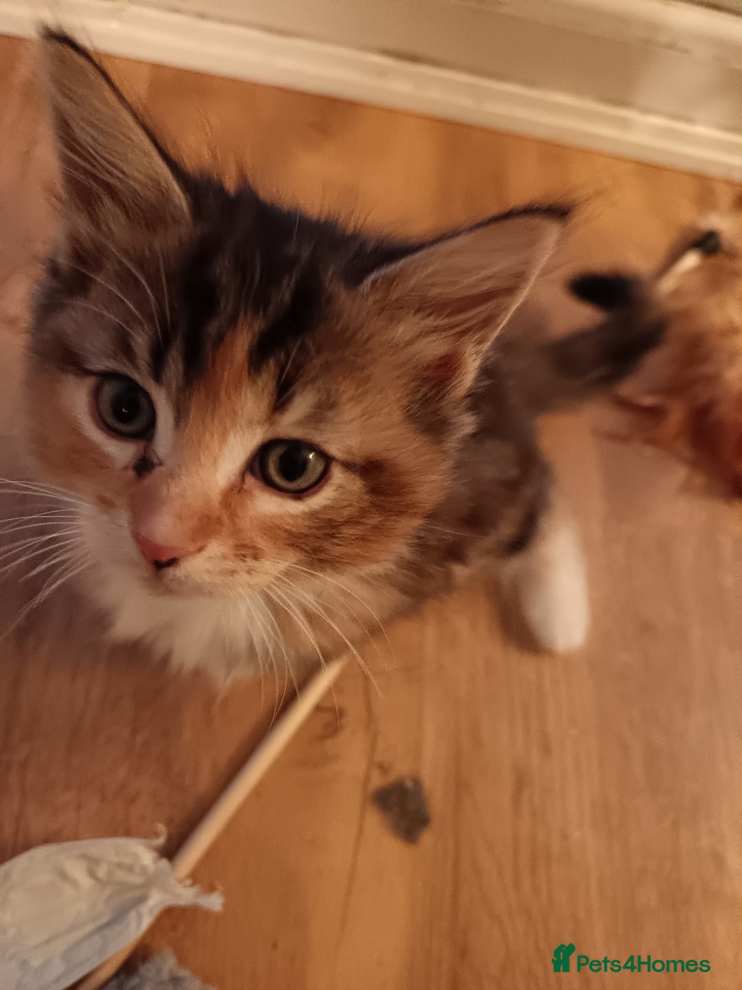 Mixed Breed cats for sale: Maine-coon / Ragdoll Kittens  - Image 16
