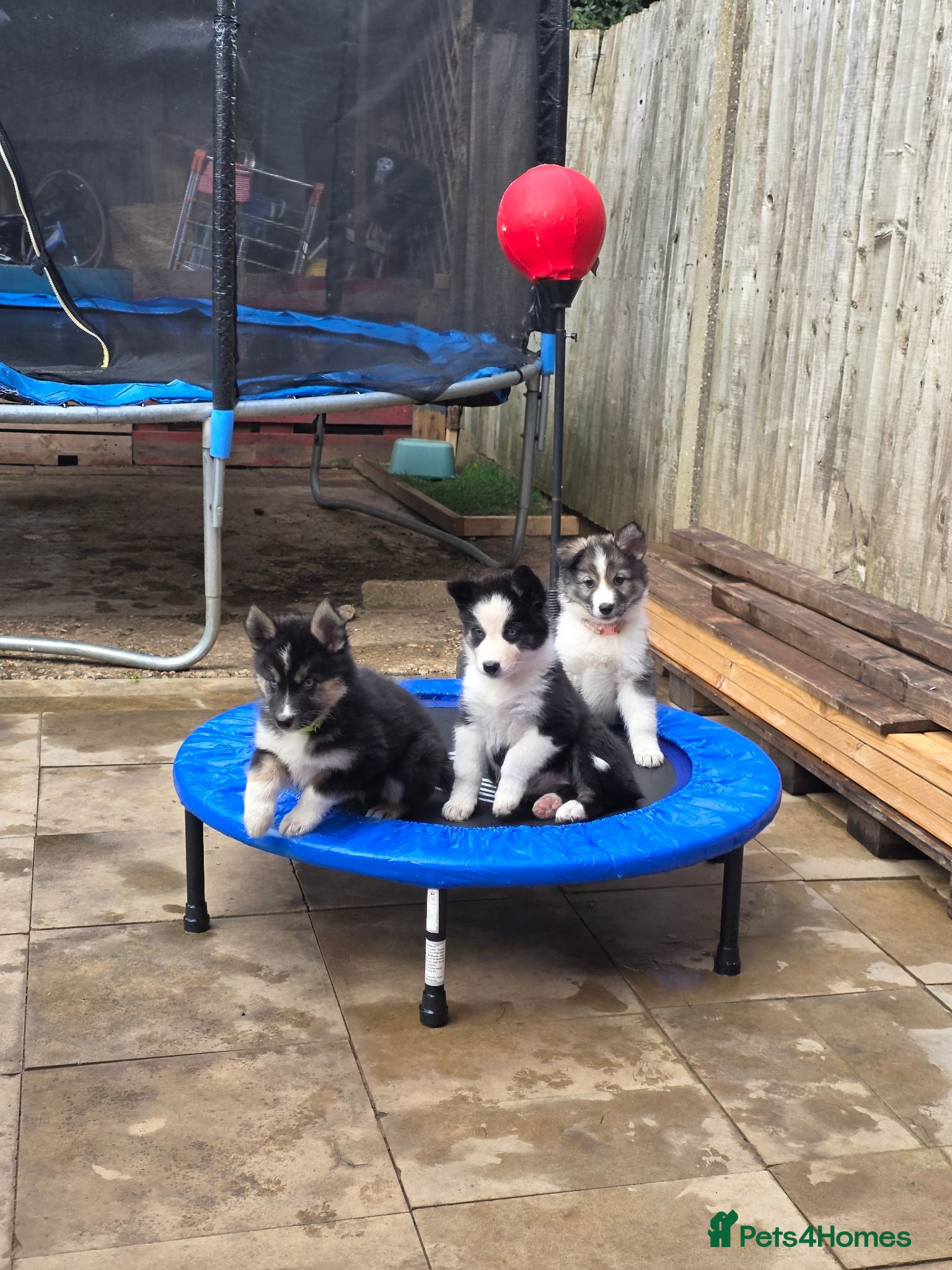Siberian Husky dogs Yakutian Laika puppies  - Advert 2