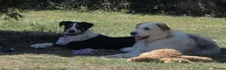 Mixed Breed dogs for adoption:     🐾 Tommy 💙 Your Dog’s New Best Friend  - Advert 3