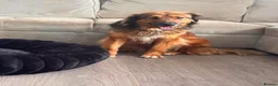 Mixed Breed dogs for adoption: Shy Obi in ELY - Advert 11