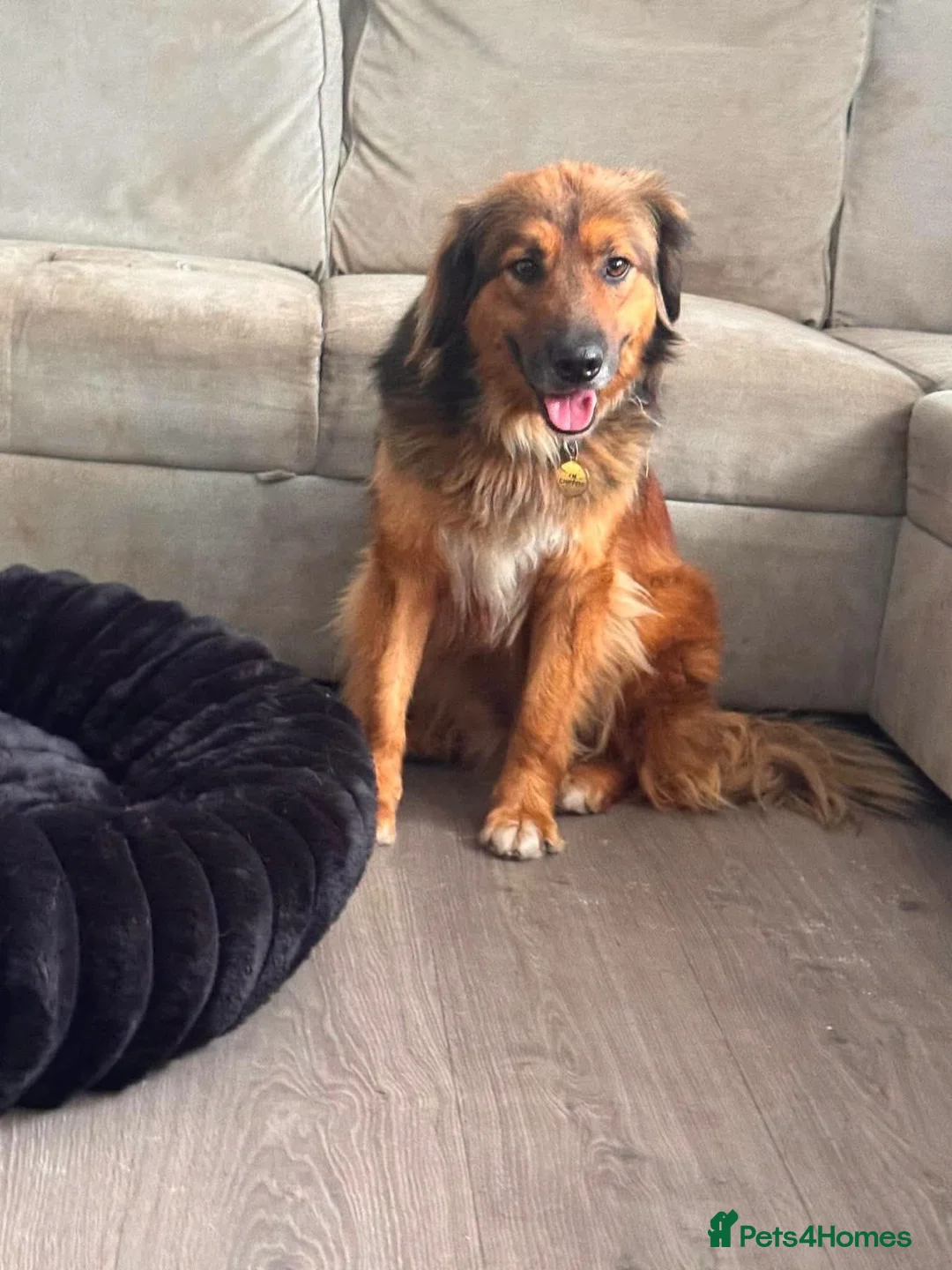 Mixed Breed dogs for adoption: Shy Obi in ELY - Advert 11