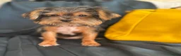 Yorkshire Terrier dogs for sale: Adorable Yorkie Puppies (carriers of Choco gene) - Advert 4