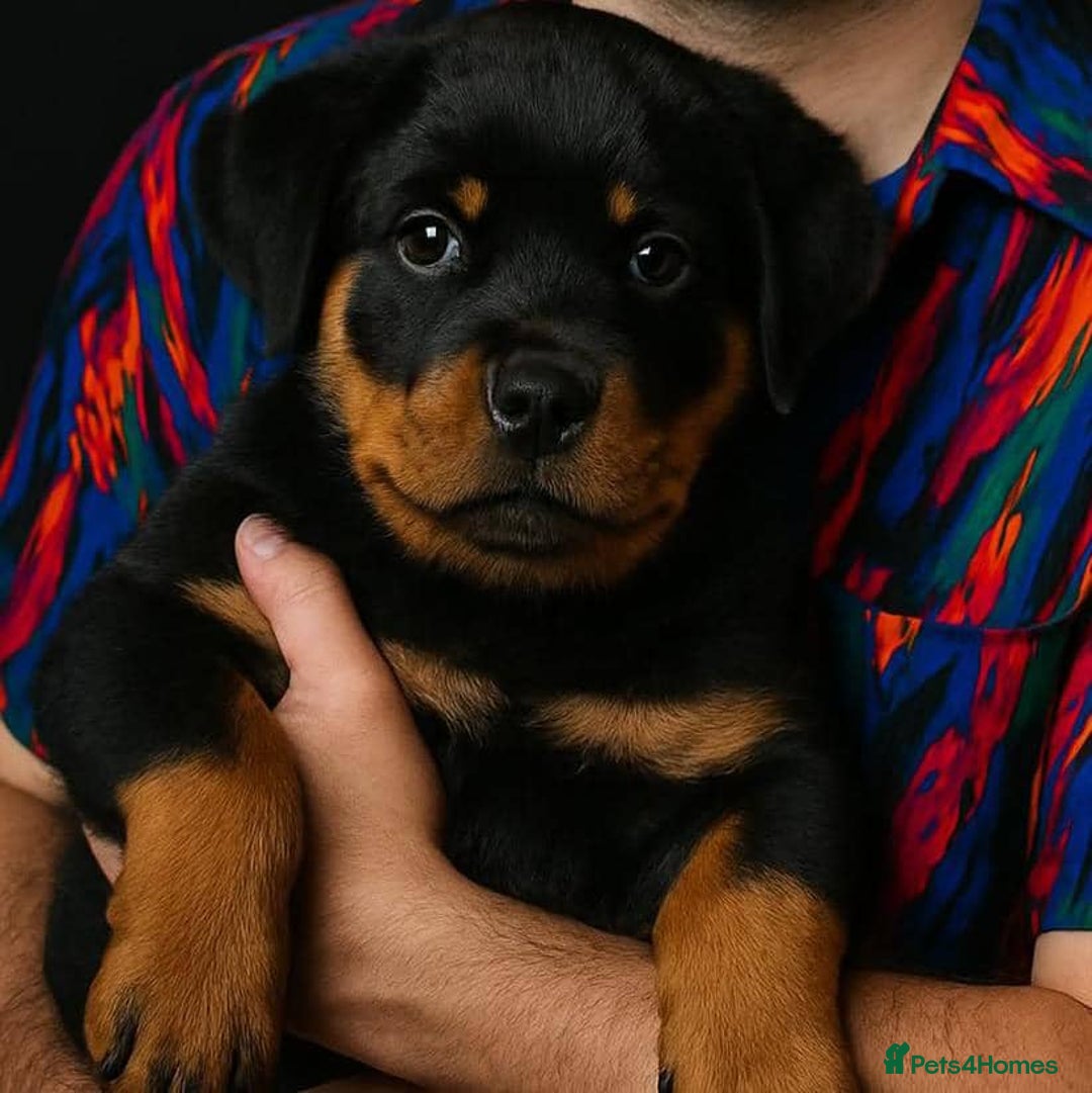 Rottweiler dogs for sale: 🐾💪 Powerful & Loyal Rottweiler Pups for Sale🛡️ - Image 2