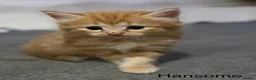 Mixed Breed cats for sale: Kittens looking for their forever homes in Huntingdon - Advert 9