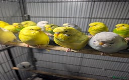 Budgerigars birds for sale: All Colours in Budgies - Image 8