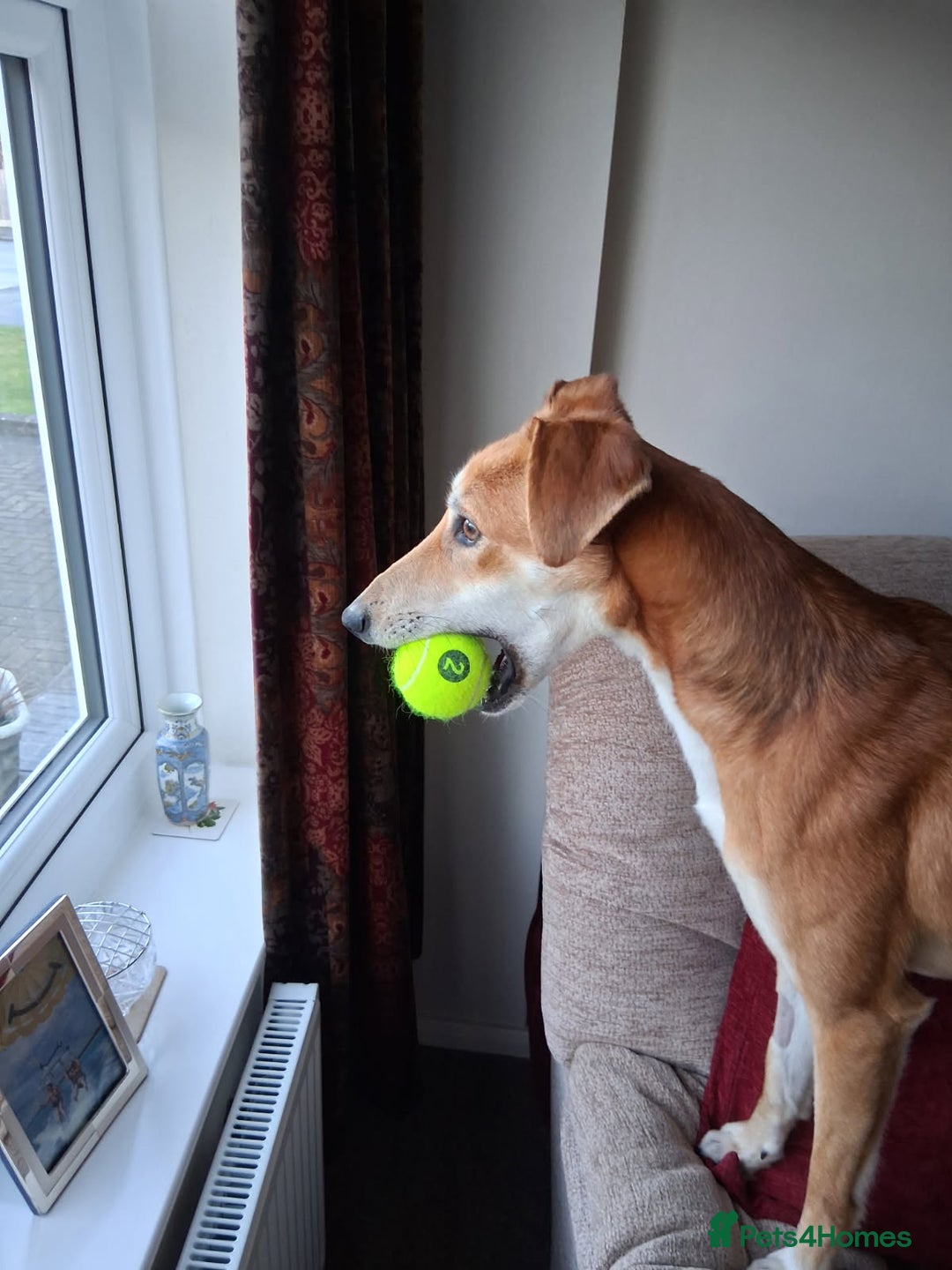 Lurcher dogs for adoption: Logan, gentle Lurcher in need of new home. - Advert 4