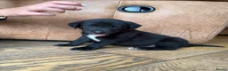 Borador dogs for sale: Stunning Lab x Collie, cream, black & chocolate! - Advert 18